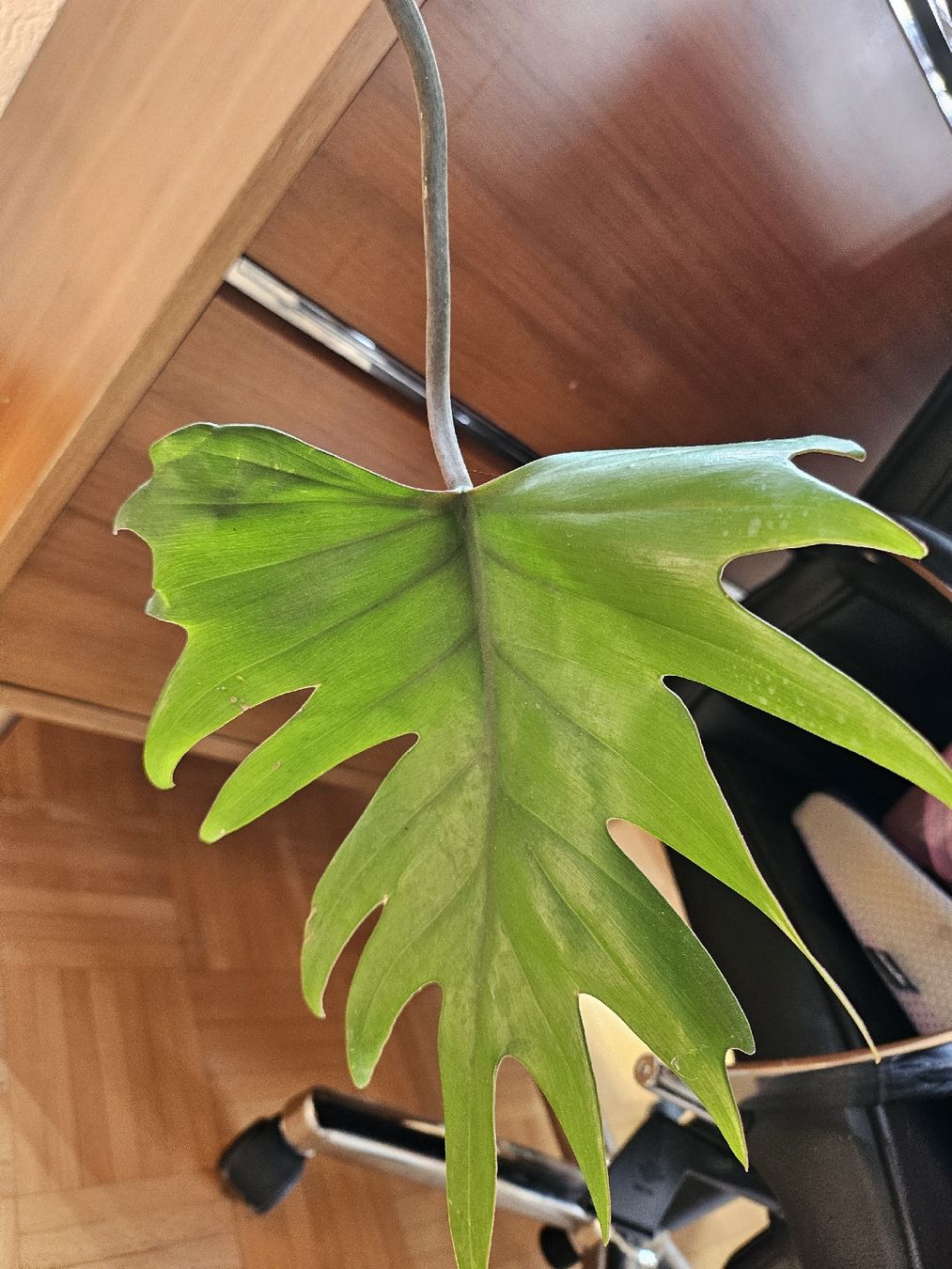 Piante & sementi: Philodendron pedatum XXL ca. 2.5 m  Eichenblatt Philodendron – Usato da Vinelz venduto da sonnenmond77 4