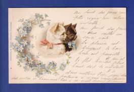 CHAT - 2 chats et fleurs
