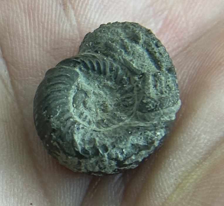 Fossili: Ammonit pyritisiert – Usato da Liestal venduto da Stephanoceras1 2
