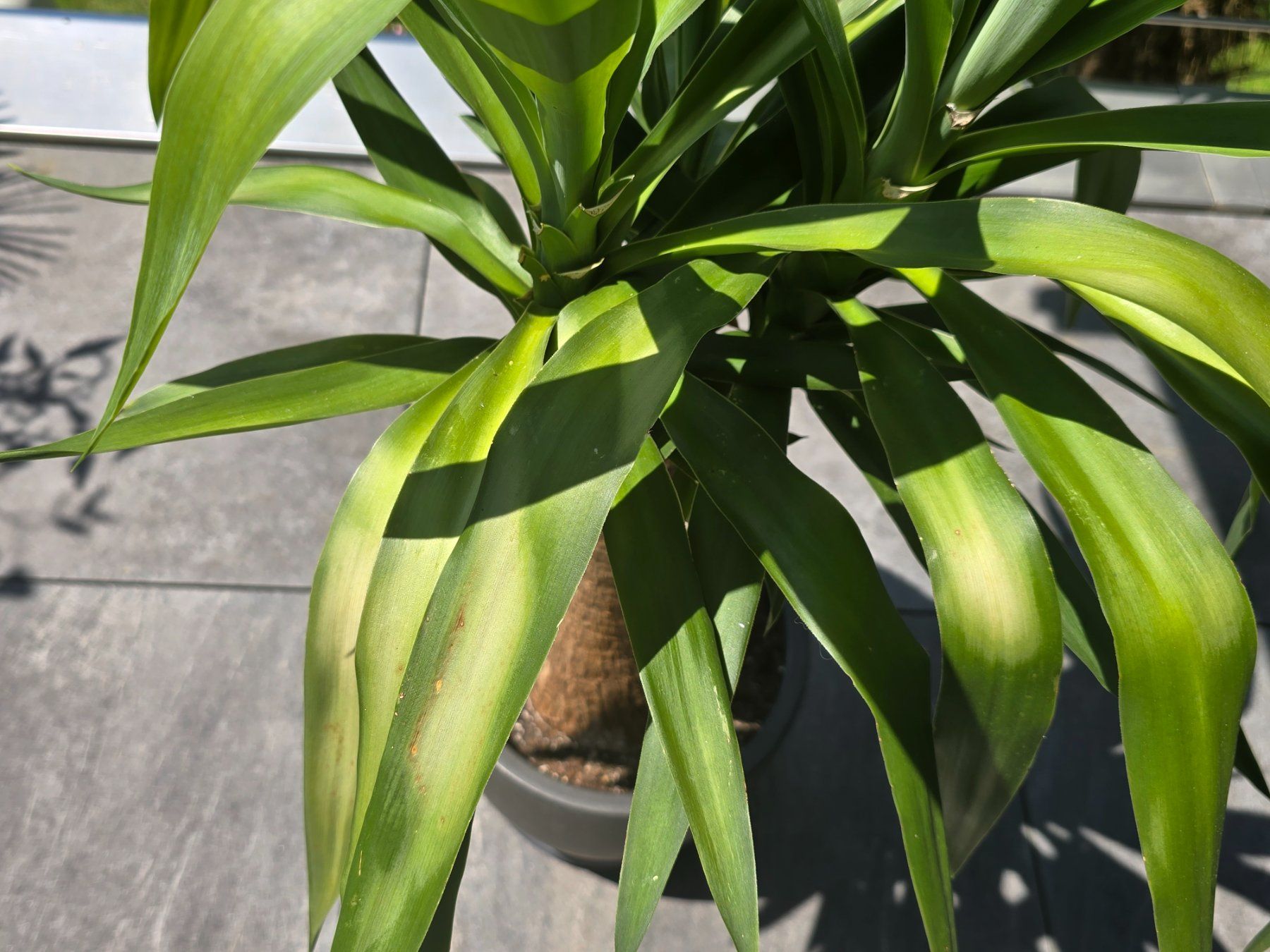 Plantes & graines: Prächtige Yucca-Palme – D'occasion à Aarburg par Glitzerschein 4