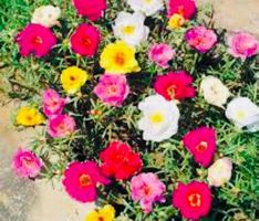 Ab 5.- fr ! 20 Samen  Mix Blume «PORTULAKRÖSCHEN“‪