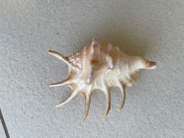 Dekorative Stachel Muschel, selten und gut erhalten🐚