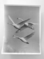 Foto 1960er Jahre drei Schwäne im Flug