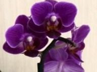 Piante & sementi: Mini  Orchidee WILD "Phalaenopsis FUCHSIA" 20 cm – Nuovo e nell'imballaggio originale da Rovio venduto da POSITIFFARTandPLANTS 3