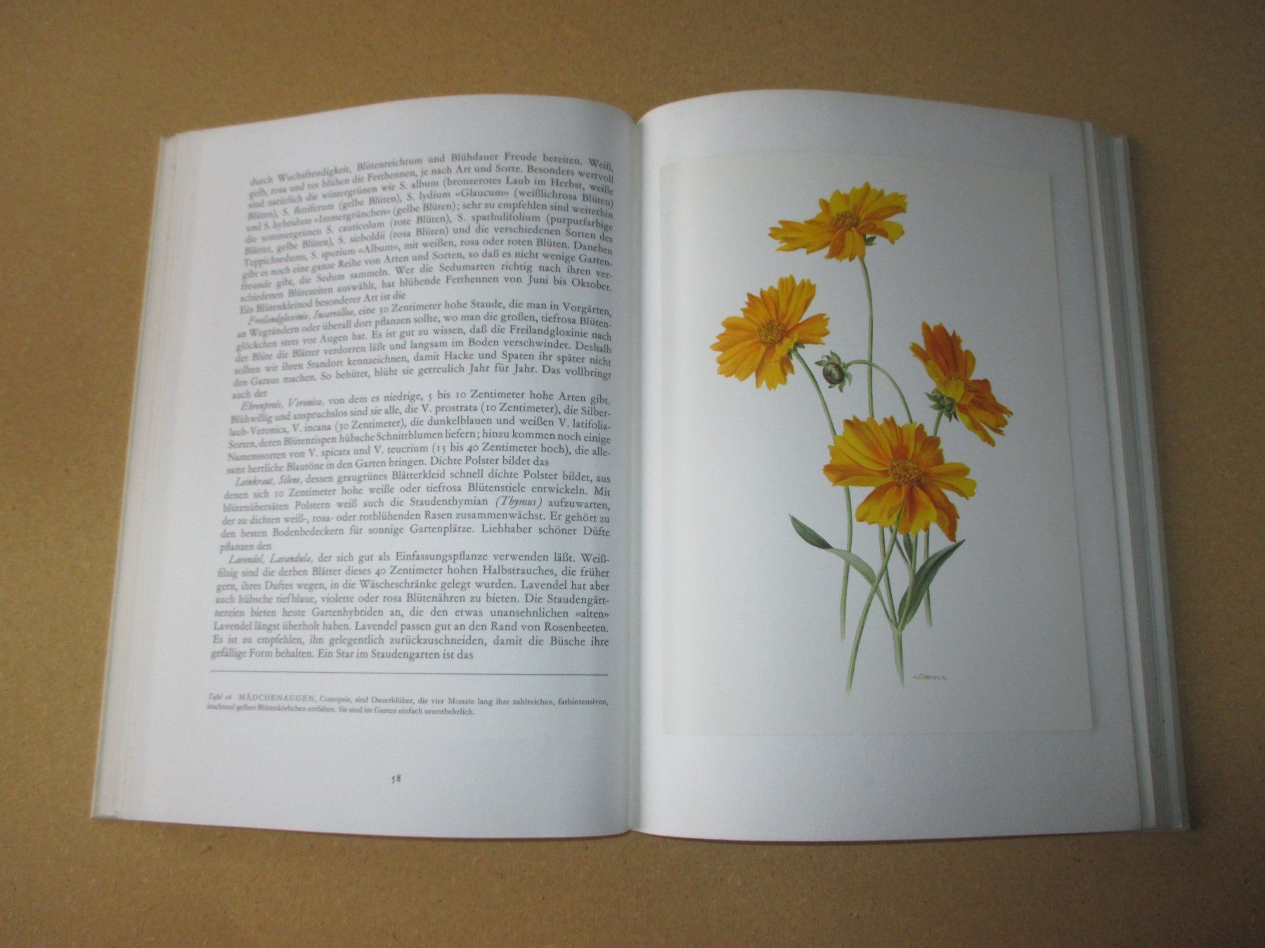 Libri: Wunderwelt der Gartenblumen, 2 Bände – Usato da Flims - Dorf venduto da Stagediver 3