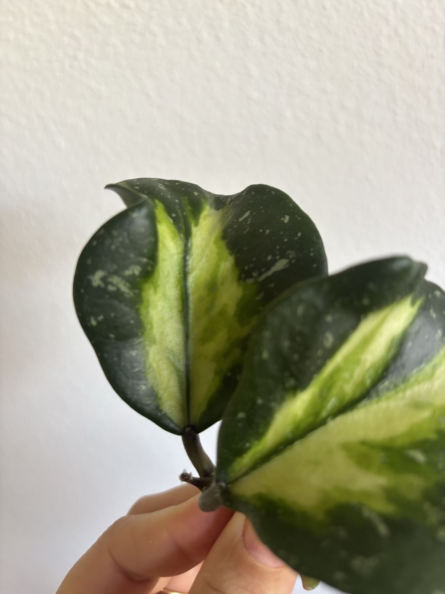 Piante & sementi: Hoya Obovata Variegata Splash – Usato da olten venduto da momo2417 1