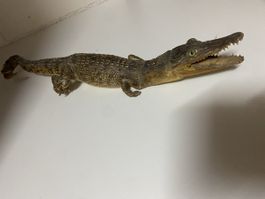 Krokodil Präparat, ein echter Hingucker! Rarität!