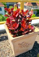 Kalanchoe Sexangularis 🐦‍🔥 Steckling
