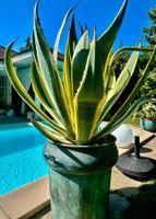 Agave, grosse Pflanze im Topf, gelbgrün, guter Zustand