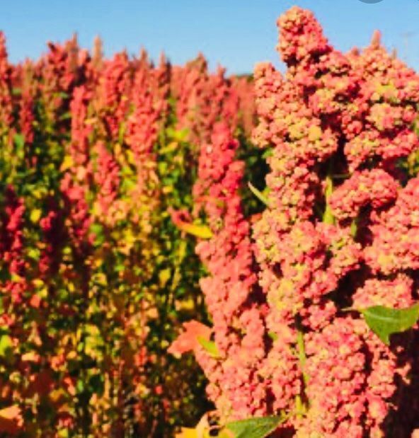 Piante & sementi: 100 SAMEN GRAINES SEMI SEEDS Quinoa – Nuovo e nell'imballaggio originale da Rovio venduto da POSITIFFARTandPLANTS 2