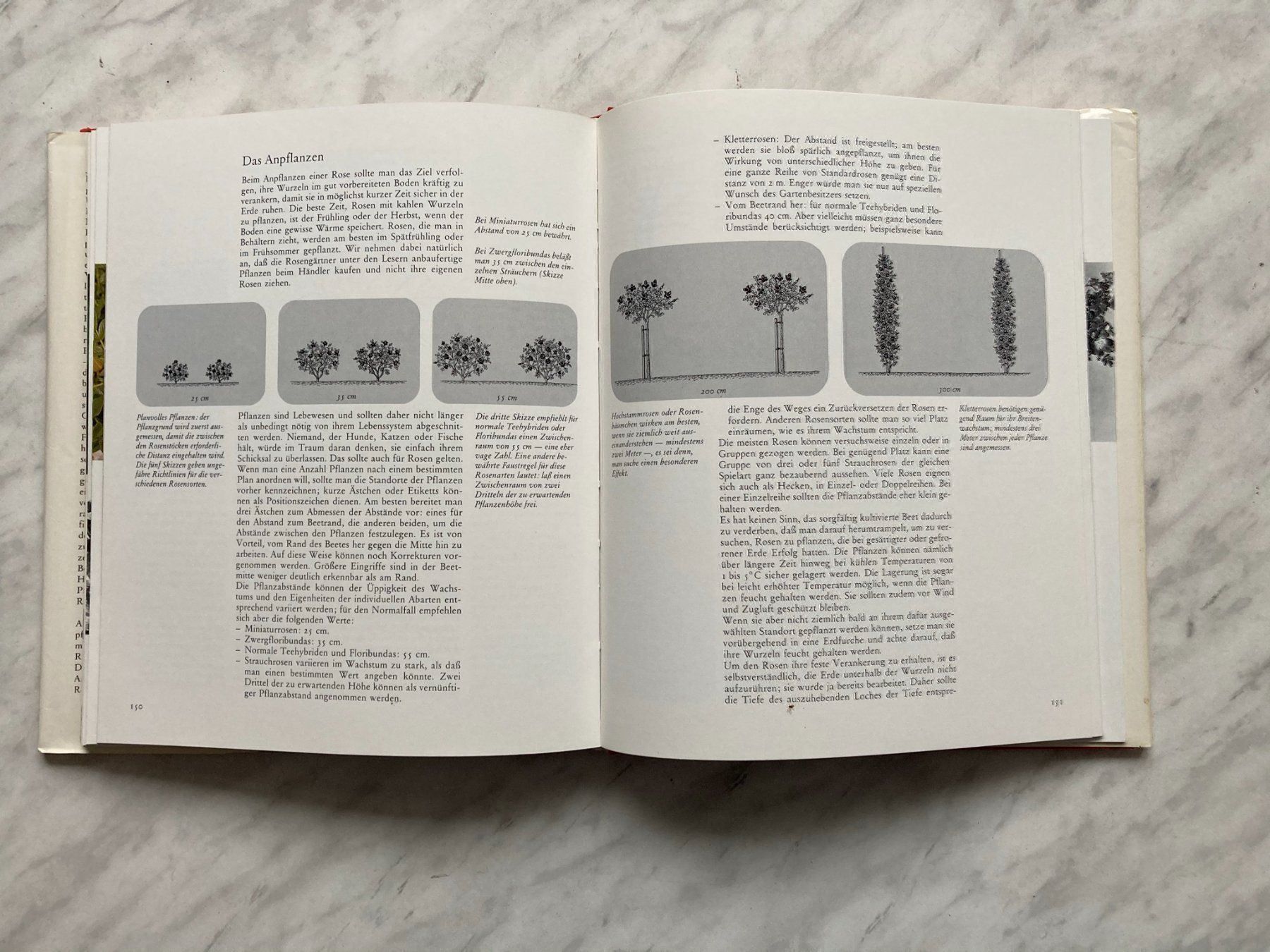 Libri: Die schönsten Rosen der Welt – Usato da Mirchel venduto da buecher_wurm 8