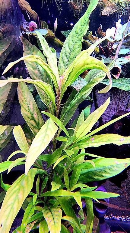 Piante & sementi: Hygrophila corymbosa "Siamensis" – Usato da Schwyz venduto da zpm3atlantis