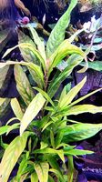 Hygrophila corymbosa "Siamensis"