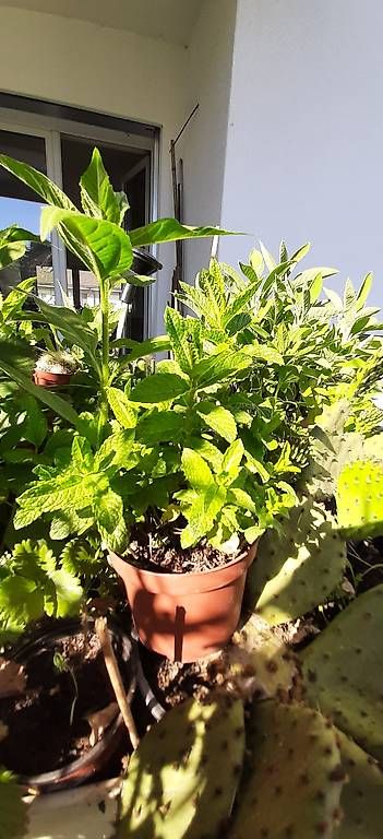 Plantes & graines: Echte Marokkanische Pfefferminze Bio – Neuf avec emballage d'origine à Kreuzlingen par Vwpassat6 3