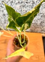 Alocasia Cucullata "Crinkles Albo"