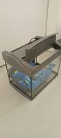 Aquarium Komplettest Tetra 20l Discovery 