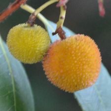 Profile image of Zonka2