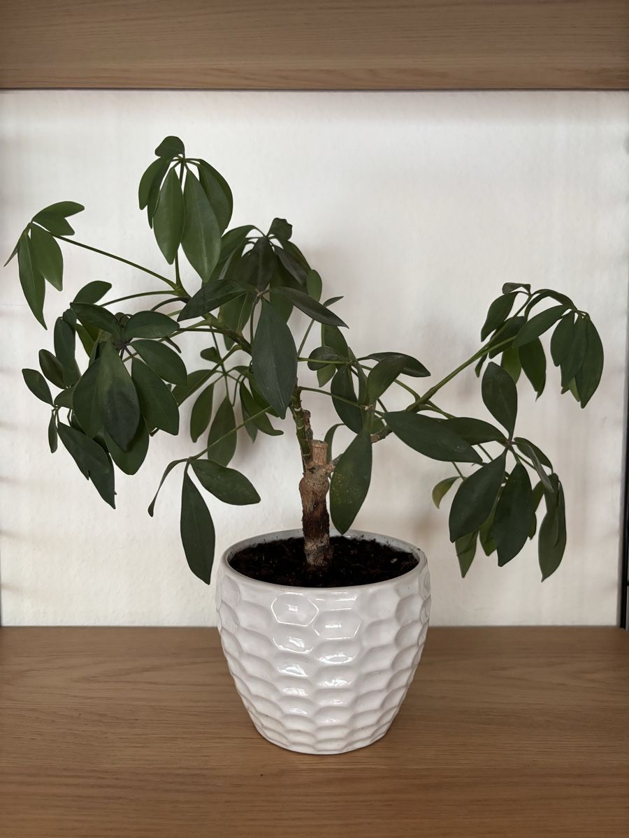 Plantes & graines: Schefflera – D'occasion à Zürich par keegstra