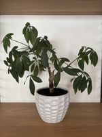 Schefflera