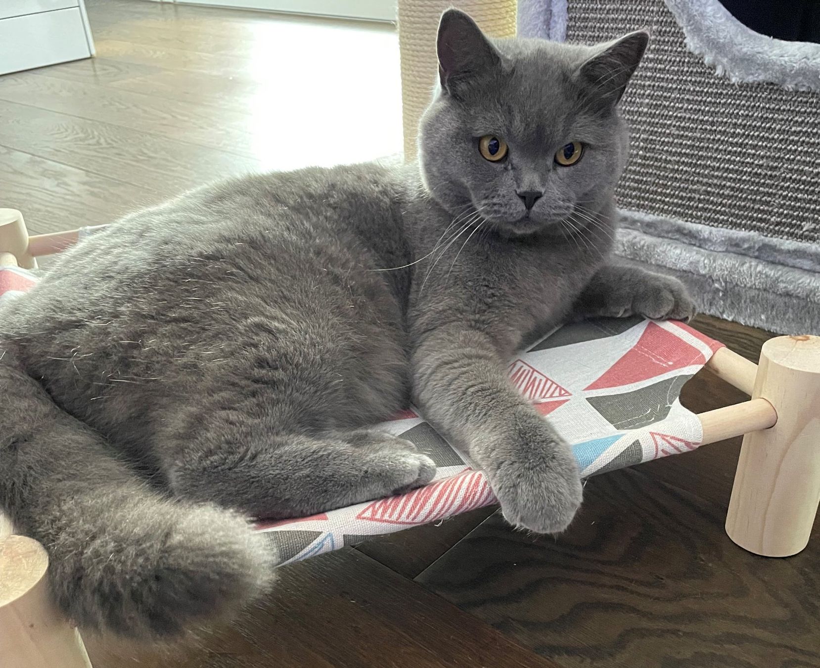 Cucce & Letti: Erhöhtes Katzenbett – Nuovo e nell'imballaggio originale da Meisterschwanden venduto da Codys-Shop 2