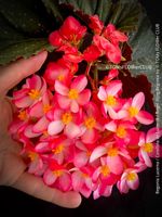 Begonia Lucerna / Corallina de Lucerna / Angel Wing Begonia