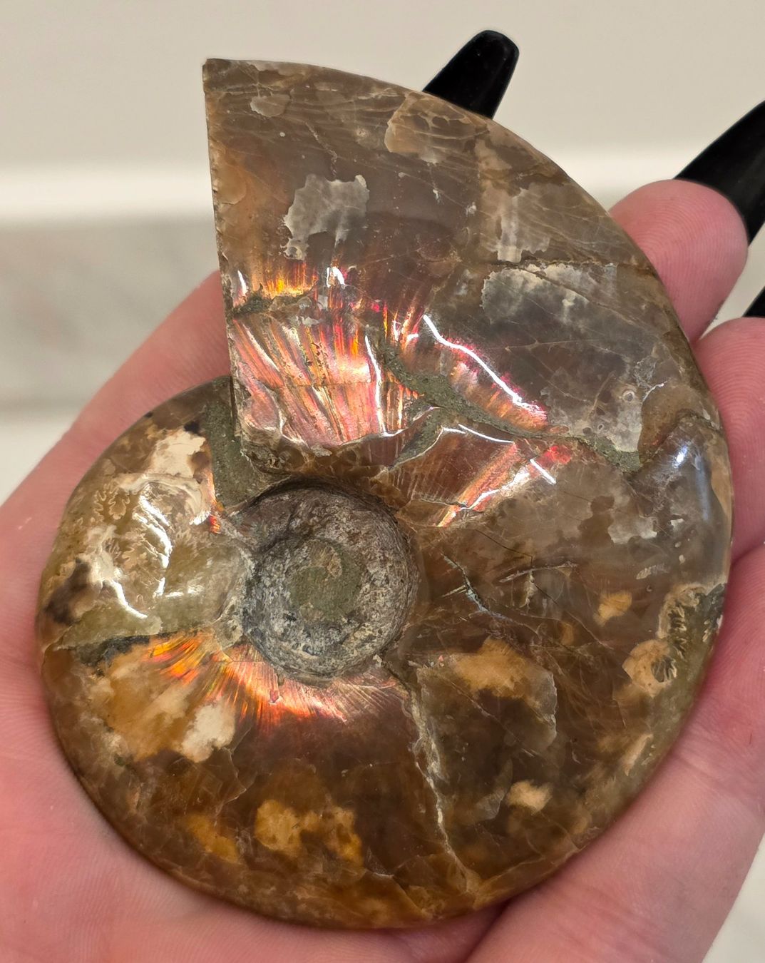 Fossili: Ammonit D 104g – Nuovo e nell'imballaggio originale da Matzingen venduto da Shay_Crystalz