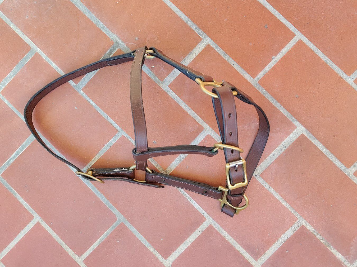 Briglie & Cavezze: Halfter Jungpferd/Pony, Leder – Usato da Emmenbrücke venduto da cla_sf98 5