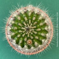 Parodia Penicillata - Kaktus Rarität für Deine Sammlung