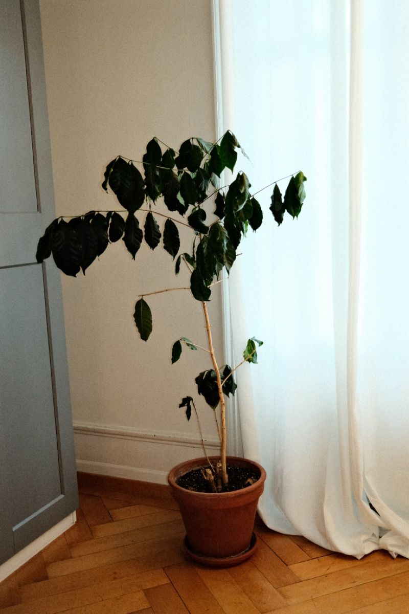 Plantes & graines: Kaffeepflanze inklusive Topf – D'occasion à Zürich par dvblch