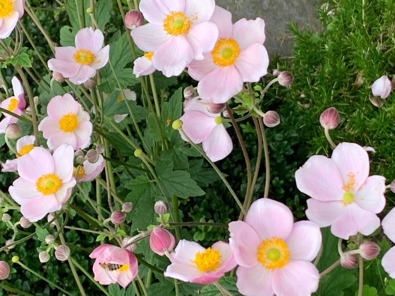 Piante & sementi: 2 Herbstanemonen rosa - Gartenpflanze winterhart – Nuovo (secondo la descrizione) da Auenstein venduto da mar_8mxd 1