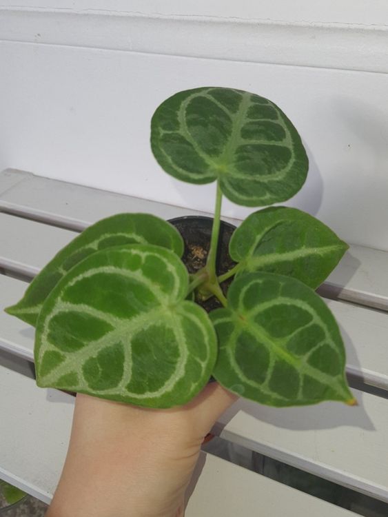 Anthurium Clarinervium Samen - 10 Stück Seltene Zimmerpflanzen