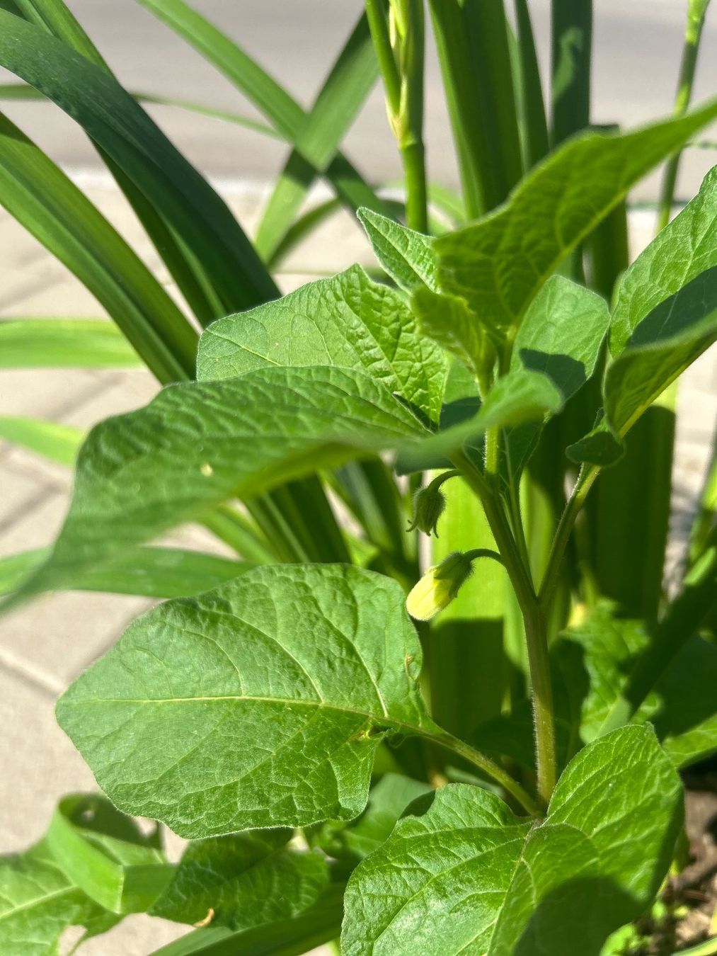 Piante & sementi: Schwertlilie und Physalis im Topf – Usato da Frauenfeld venduto da Irene.Schuppli 4
