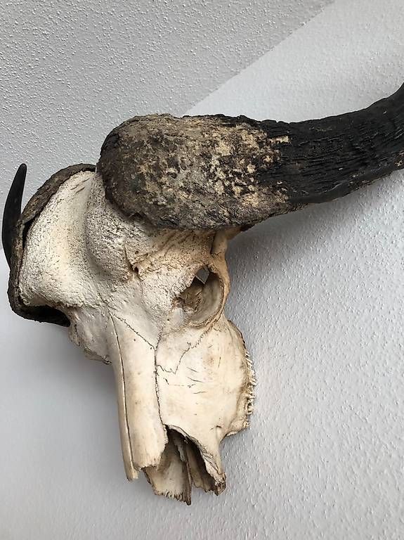 Altre raccolte & rarità: Wuchtiger Kaffernbüffel-Schädel – Usato da Zürich venduto da zuerich8032 2