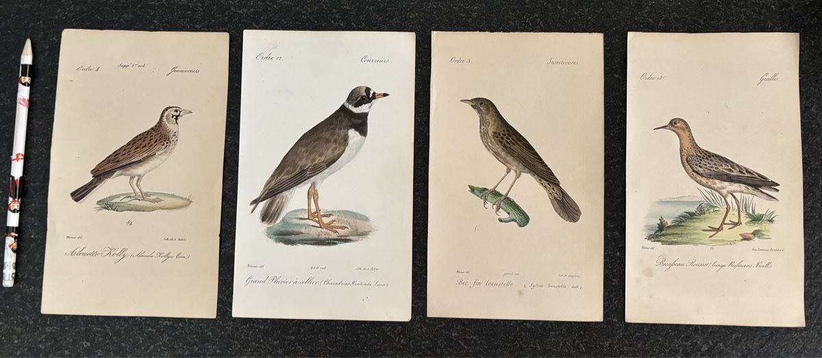 Incisioni: 4 gravures d'oiseaux anciennes et délicates, Werner – Usato da Pâquier-Montbarry venduto da ByAnticAlex