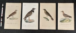 4 gravures d'oiseaux anciennes et délicates, Werner