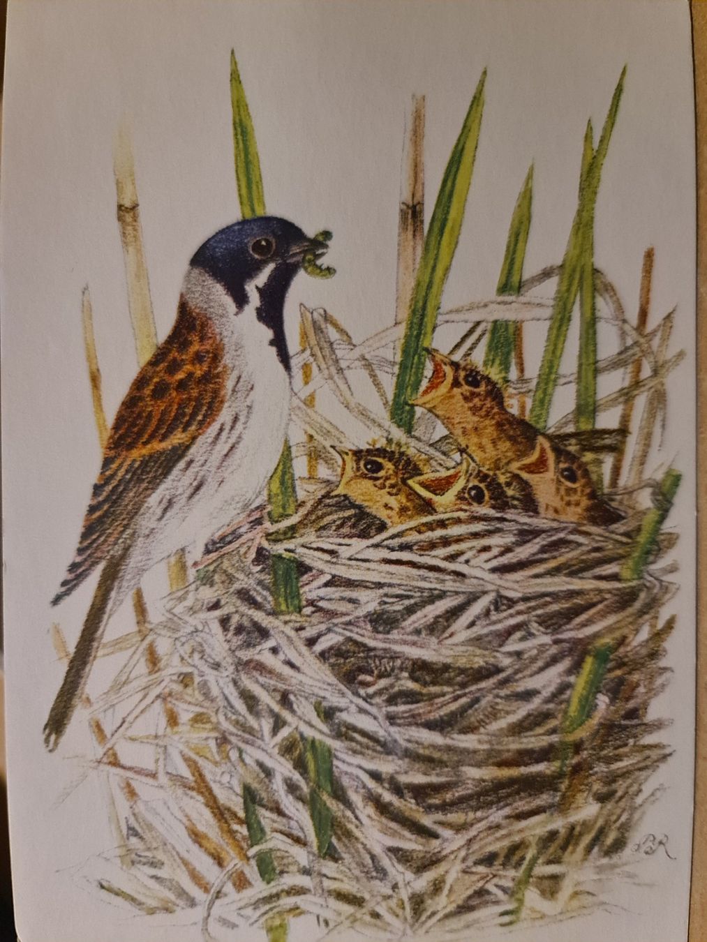 Cartoline postali: Ansichtskarte Rohrammer – Nuovo (secondo la descrizione) da Dintikon venduto da Vexi