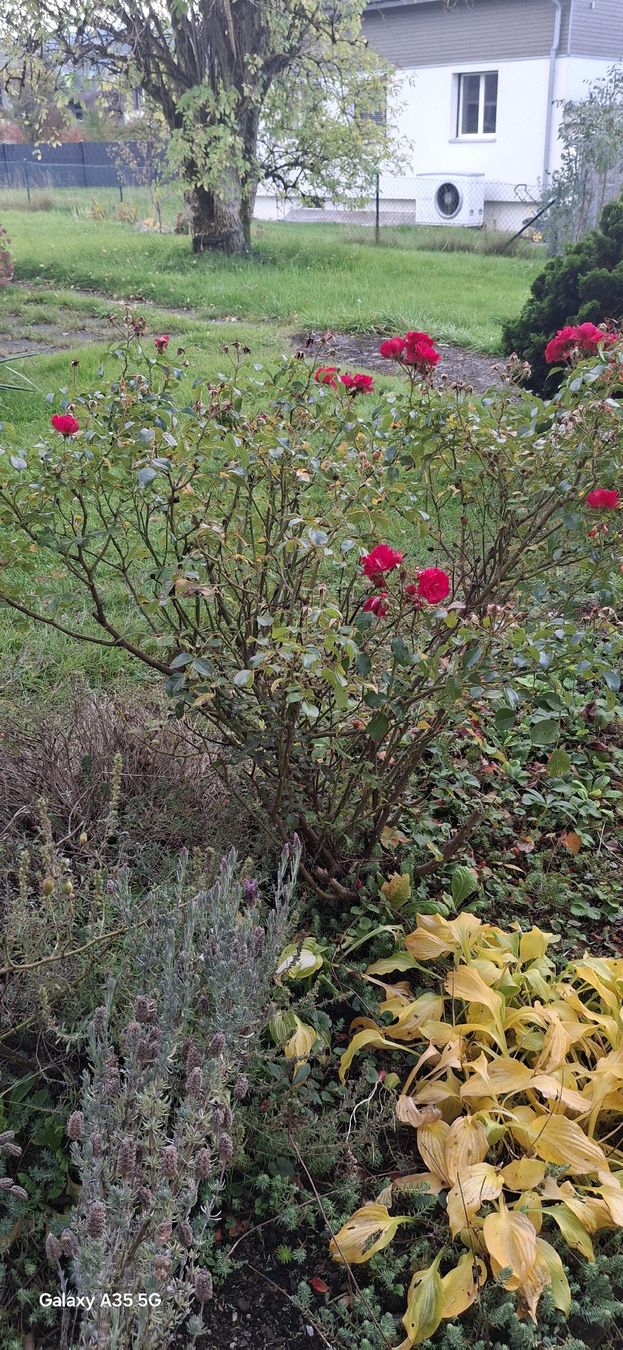 Piante & sementi: Rosenstrauch diverse – Usato da Buttwil venduto da mon_wsy9