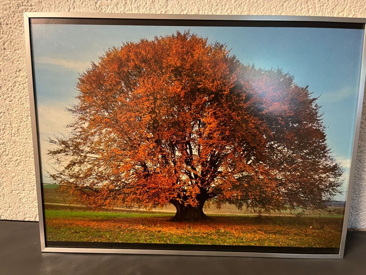 Poster & Bilder: Bild Herbstbaum – Gebraucht aus Niederhünigen von sil_9qtc