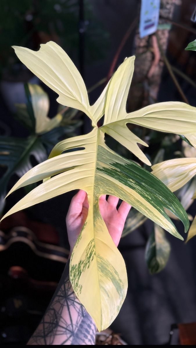Piante & sementi: Philodendron Florida Beauty  – Usato da Morlon venduto da lucius.greenery 5