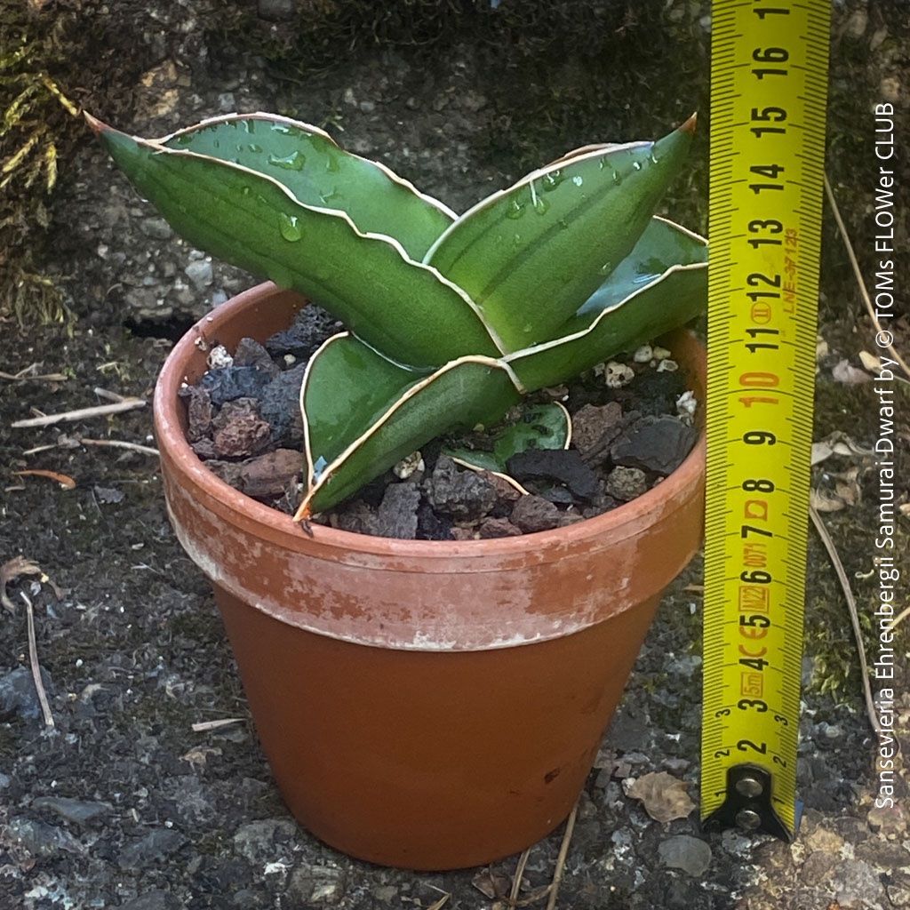 Piante & sementi: Sansevieria Ehrenbergii Samurai Dwarf - absolut robust – Nuovo e nell'imballaggio originale da Adliswil venduto da TAKEYOURPLANT 5