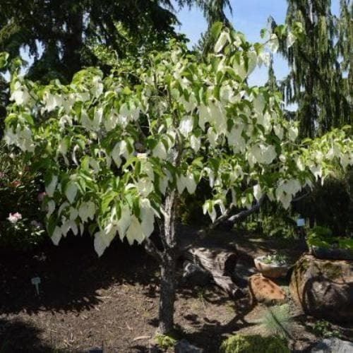 Piante & sementi: Arbre aux Mouchoirs  15-20cm – Nuovo (secondo la descrizione) da Bremblens venduto da FIBONACCI369 2
