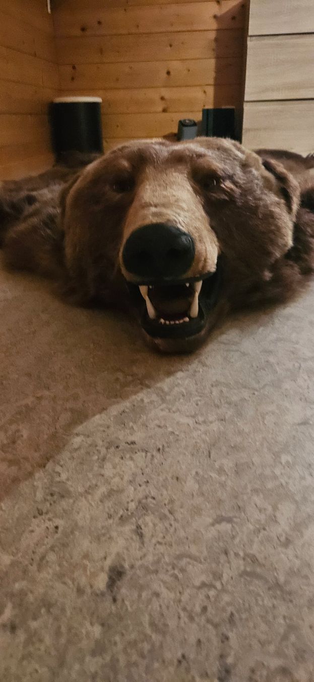 Tapis: bear skin rug – D'occasion à Rougemont par 911__ 5