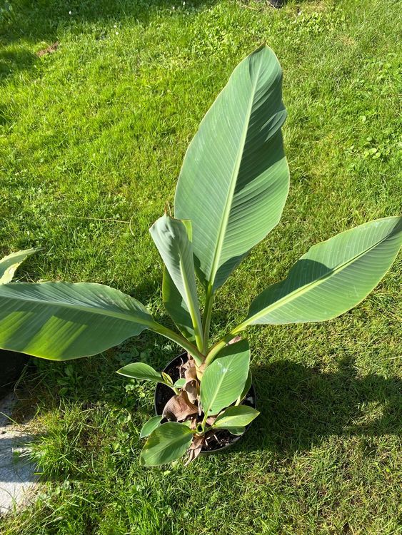 Goldene Lotusbanane Banane Kaufen auf Ricardo