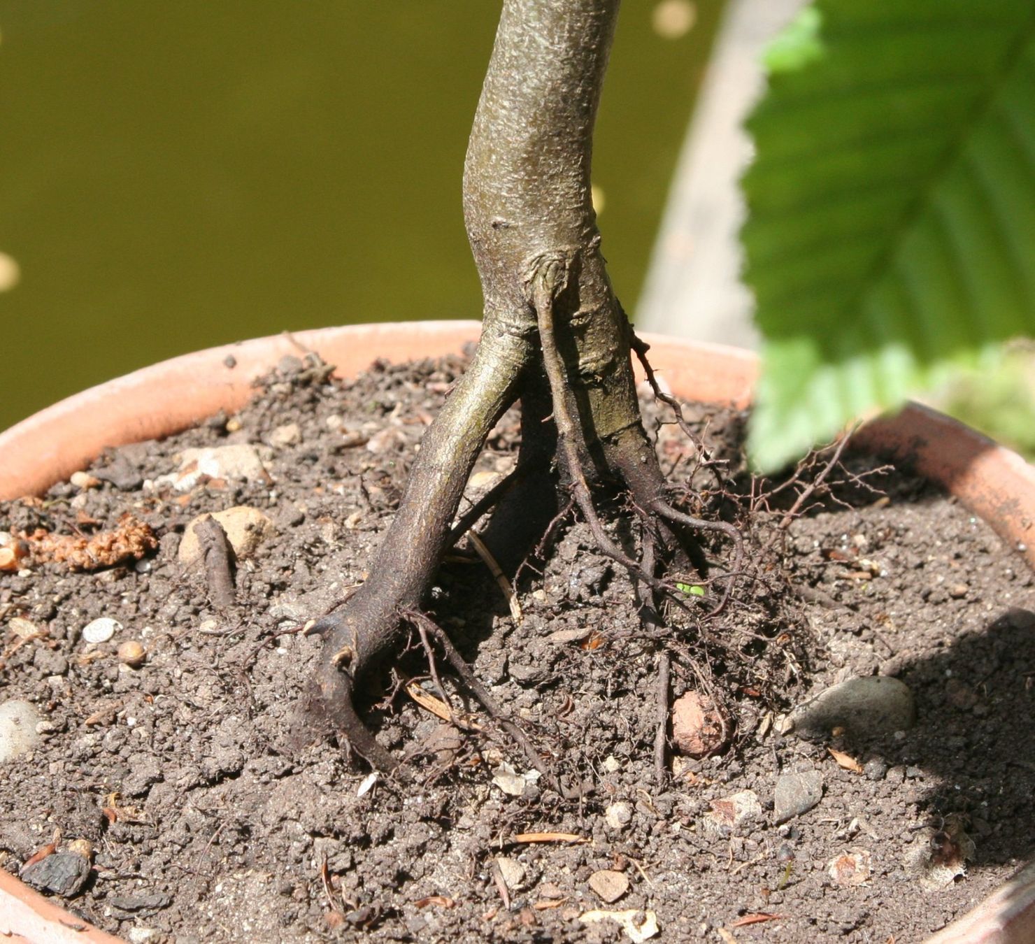 Piante & sementi: BONSAI  -  Hainbuche – Usato da Gretzenbach venduto da Sikim 2