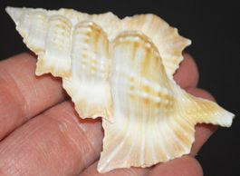 Deko Meer 100 – Seltene Muschel – ca. 7x5 cm