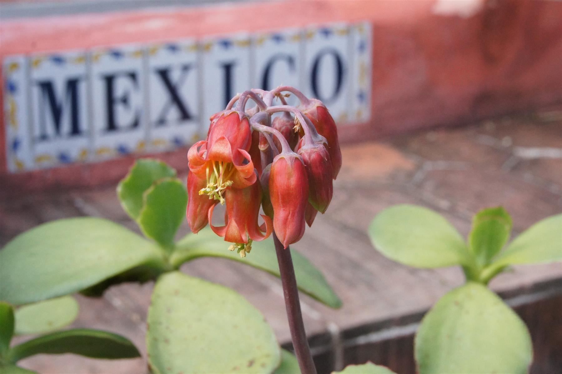 Plantes & graines: Cotyledon orbiculata – Neuf (Voir description) à Geroldswil par botanicals