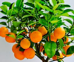 Ab 5.-fr 5 Samen Sizilianische Orange «BLOND" (zur Keimung)‪