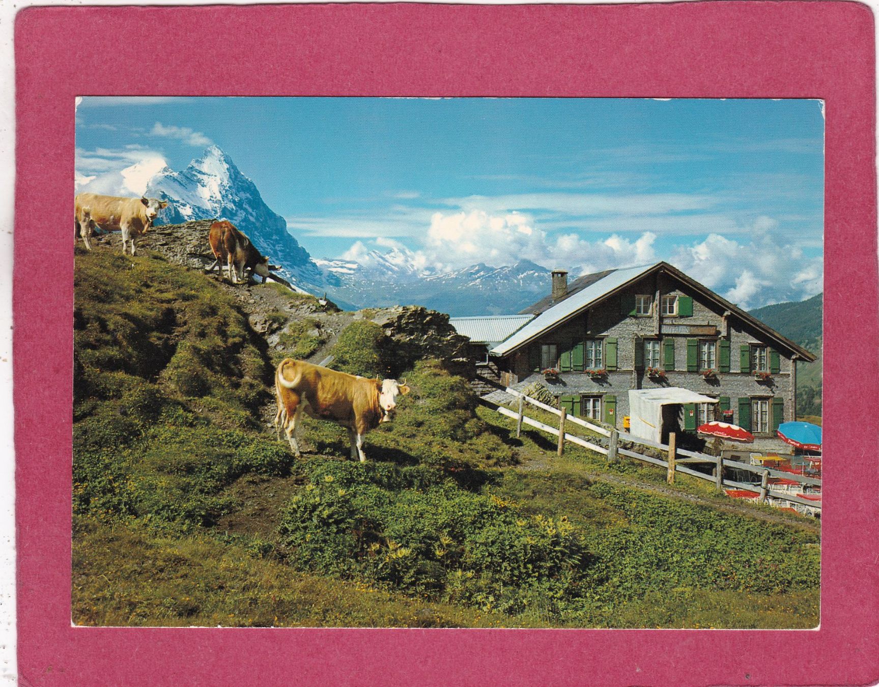 Cartoline postali: Hotel Grosse Scheidegg Grindelwald Eiger Kühe – Usato da Herisau venduto da Lisegrat2008