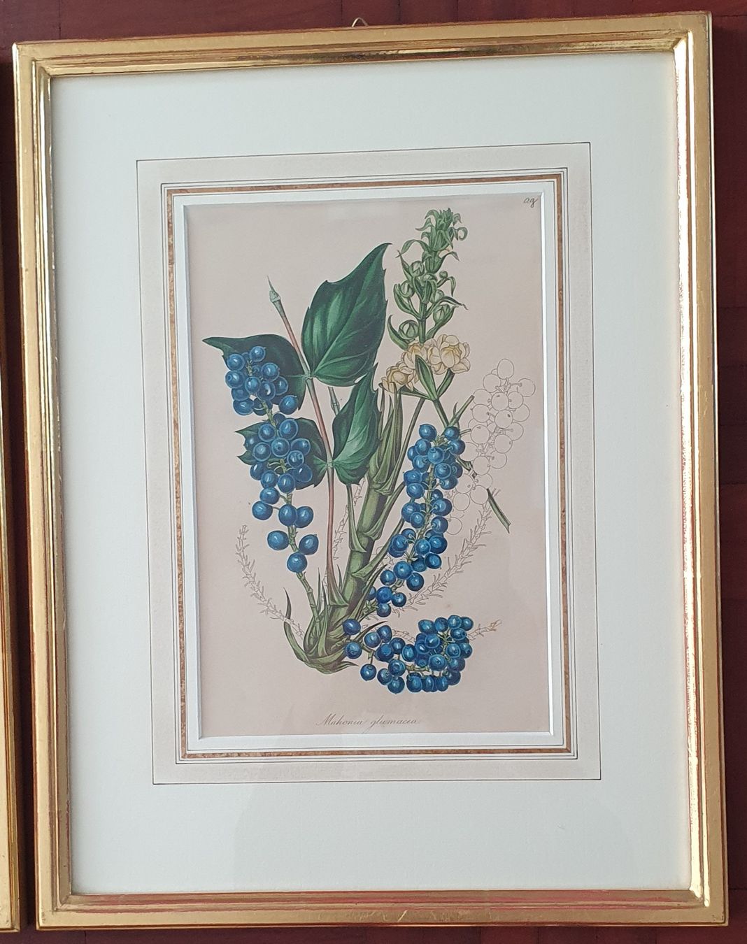 Grafiken & Lithographien: 3 Botanik Bilder - Lithographie,  im Goldrahmen – Gebraucht aus Kreuzlingen von Rschweiz1 5