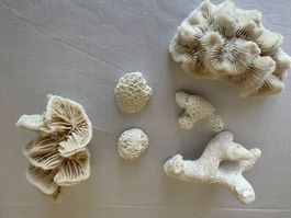 Dekotration Korallen